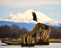 Misc Wildlife