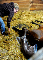 Birth of a Pony